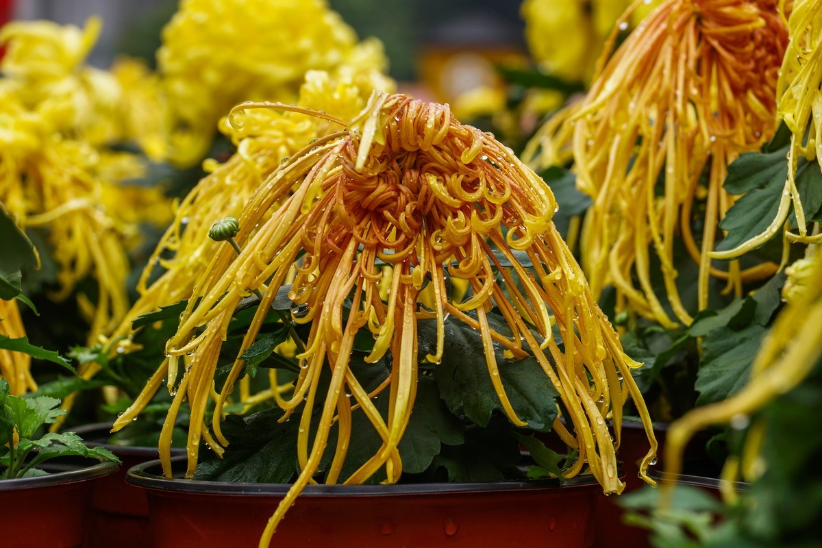 姹紫嫣红-疫情下看巴南龙洲湾菊展