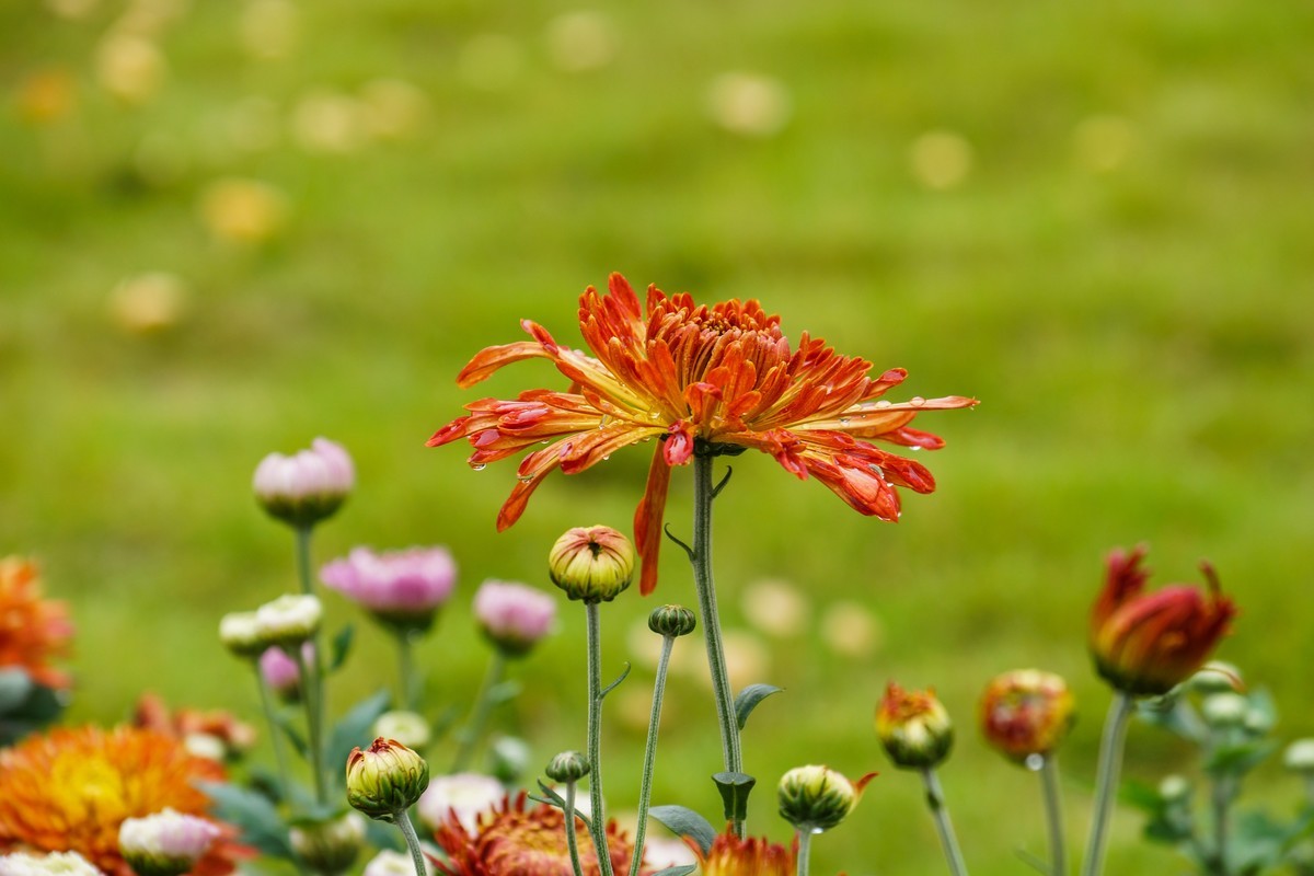 姹紫嫣红-疫情下看巴南龙洲湾菊展