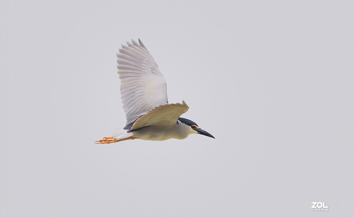 阴天打鸟，空气也不通透