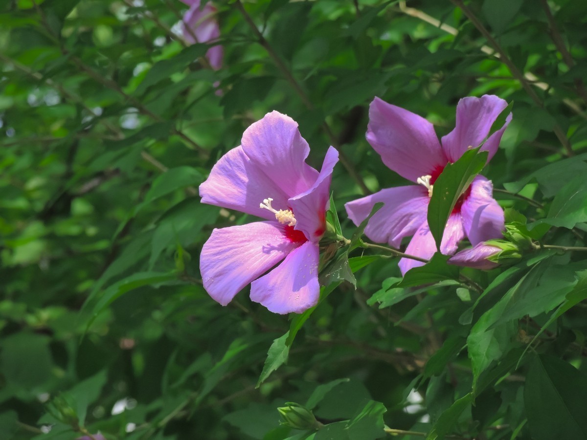 尼康卡片P7800样片