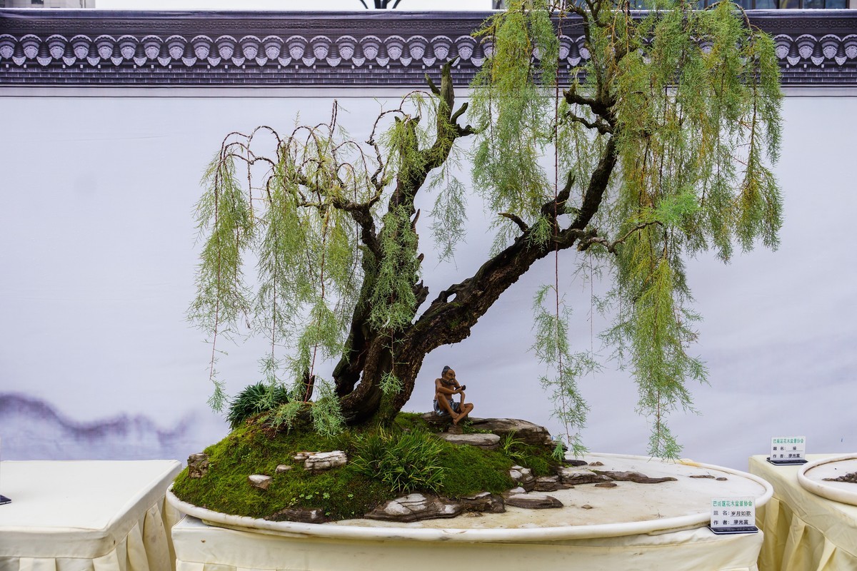 姹紫嫣红-疫情下看巴南龙洲湾菊展