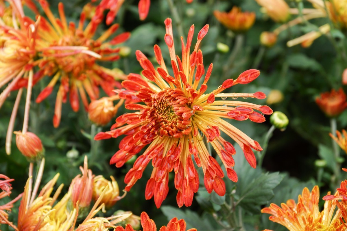 姹紫嫣红-疫情下看巴南龙洲湾菊展