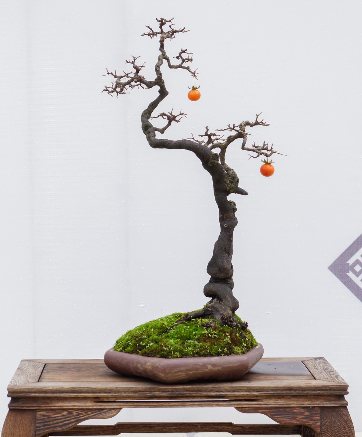 姹紫嫣红-疫情下看巴南龙洲湾菊展