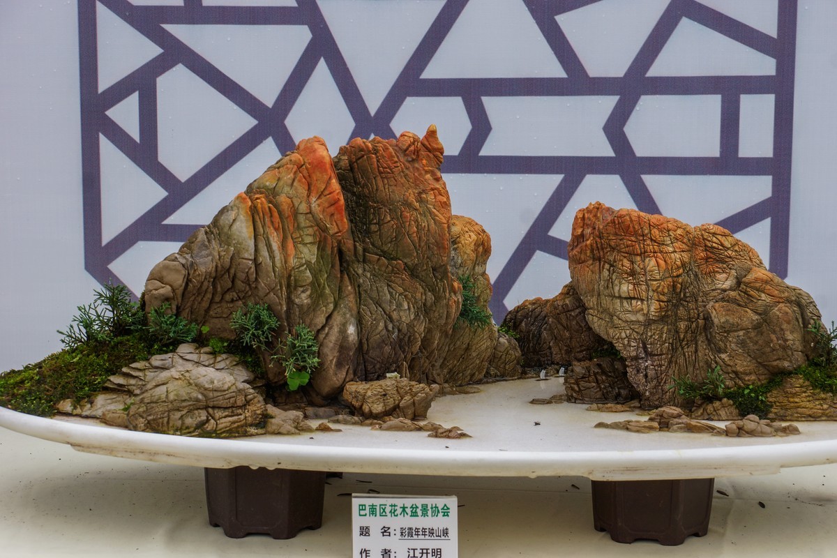 姹紫嫣红-疫情下看巴南龙洲湾菊展