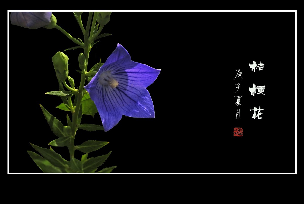 蓝格莹莹的桔梗花