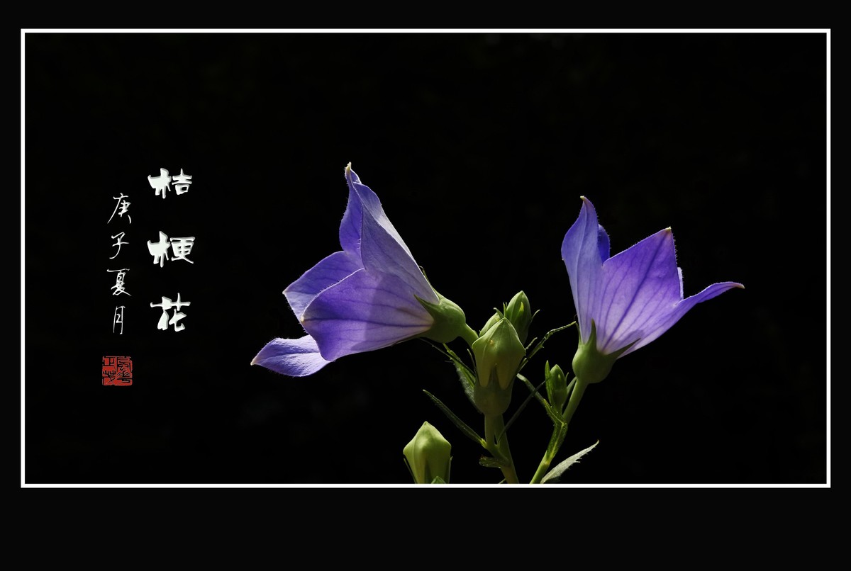 蓝格莹莹的桔梗花