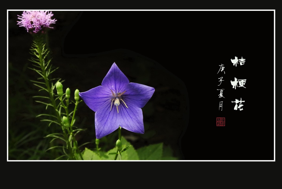 蓝格莹莹的桔梗花