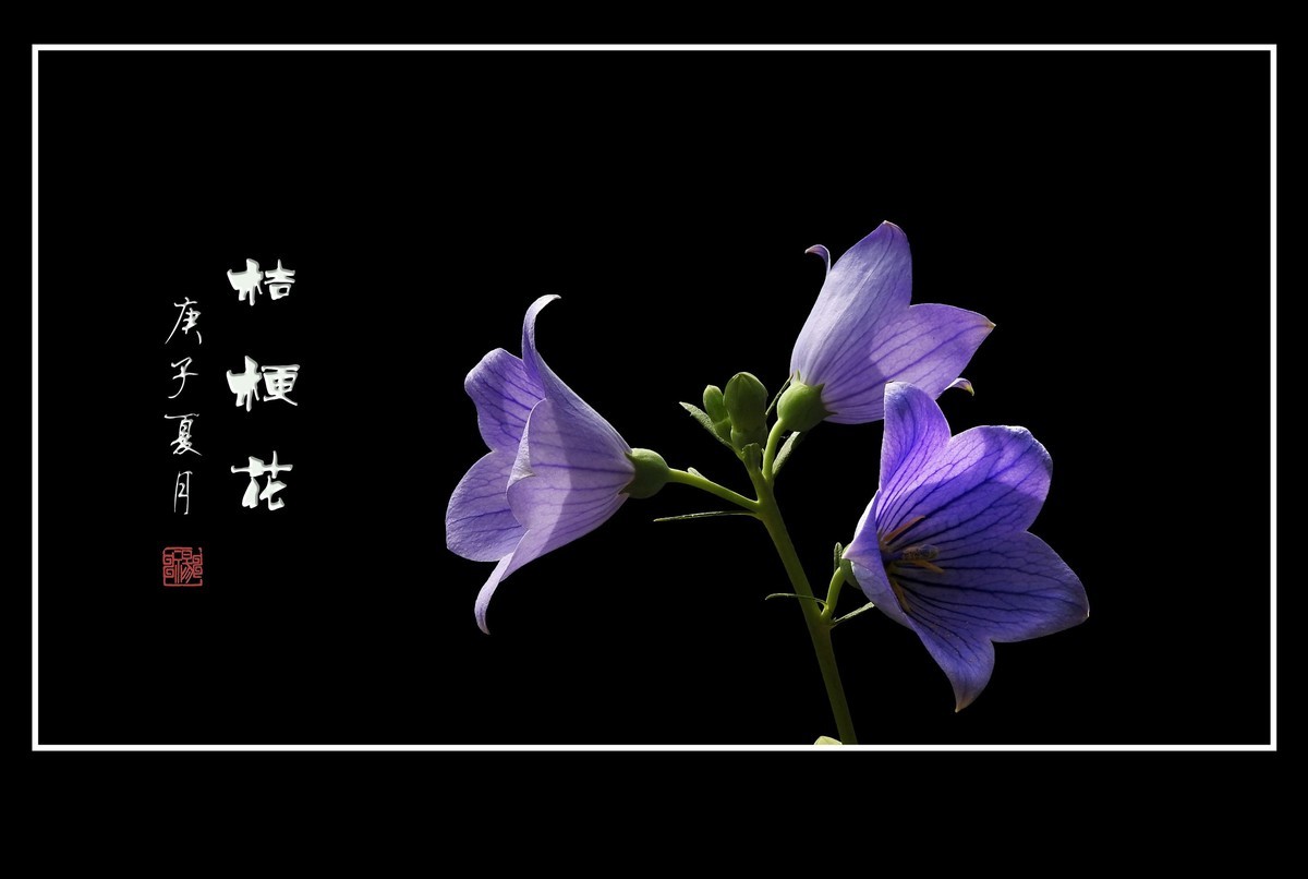 蓝格莹莹的桔梗花