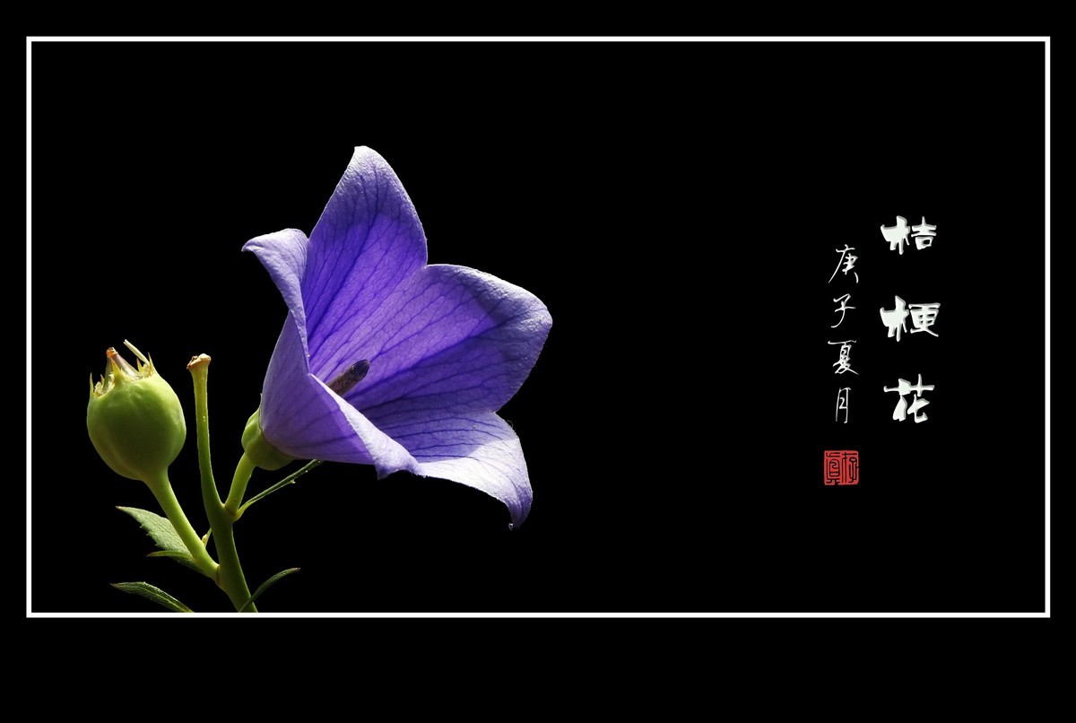 蓝格莹莹的桔梗花