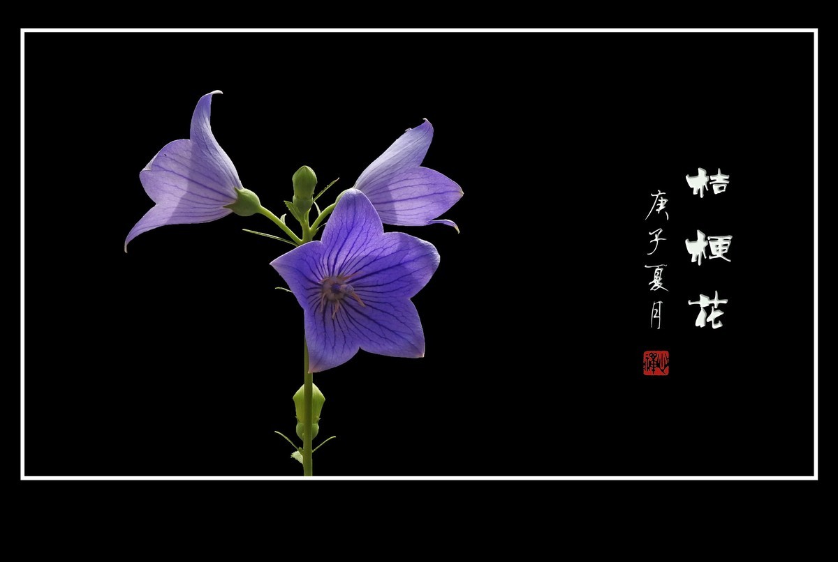 蓝格莹莹的桔梗花