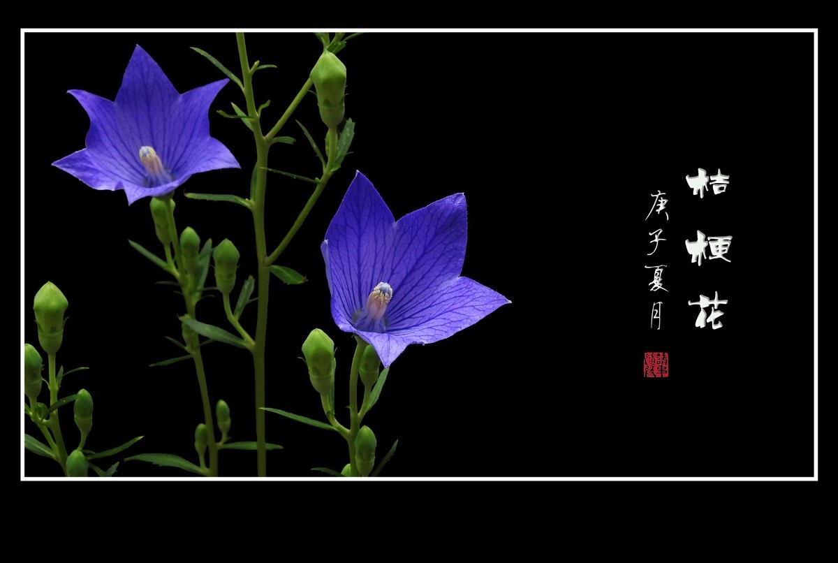 蓝格莹莹的桔梗花