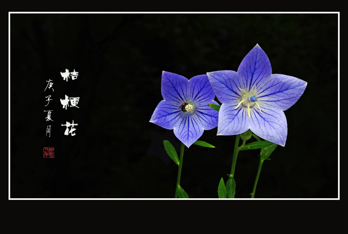 蓝格莹莹的桔梗花