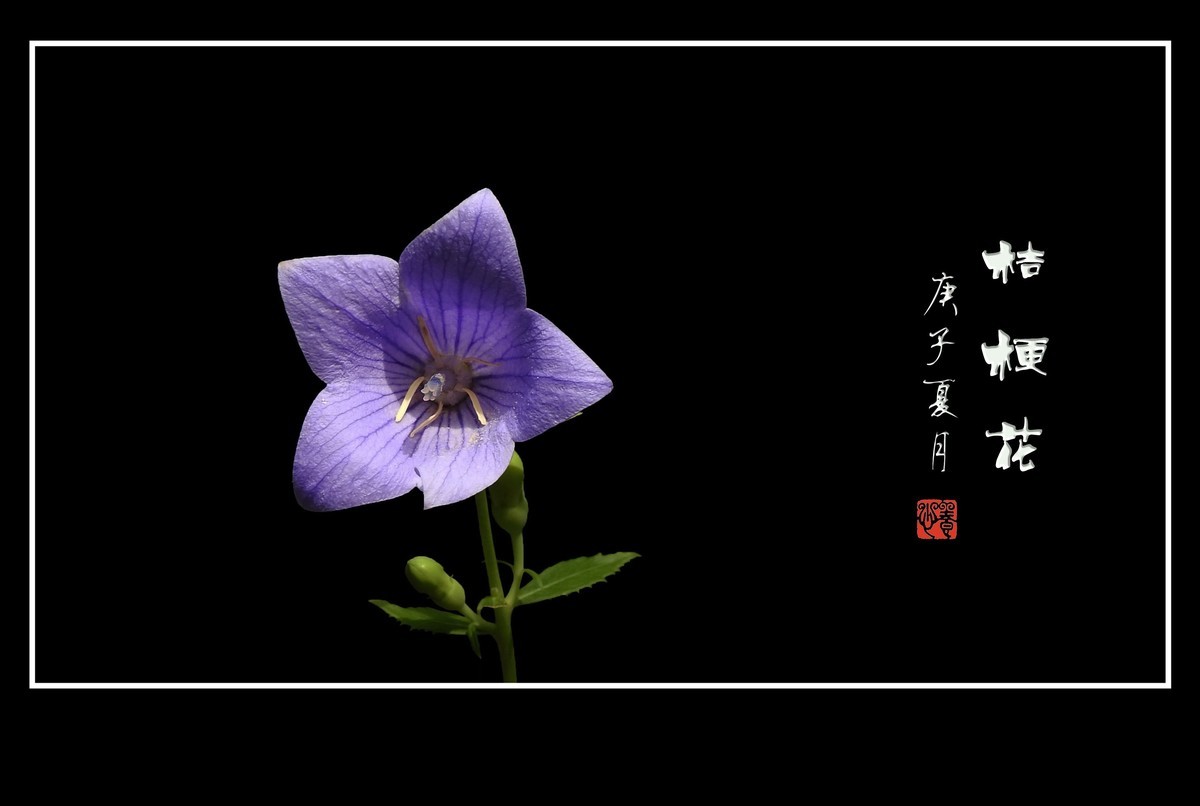 蓝格莹莹的桔梗花