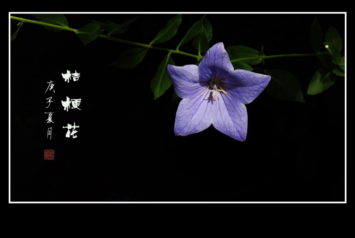 蓝格莹莹的桔梗花