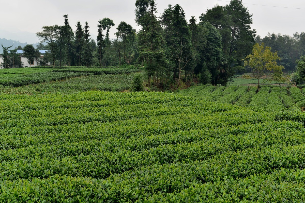 雅安名山.红草坪景区(2)