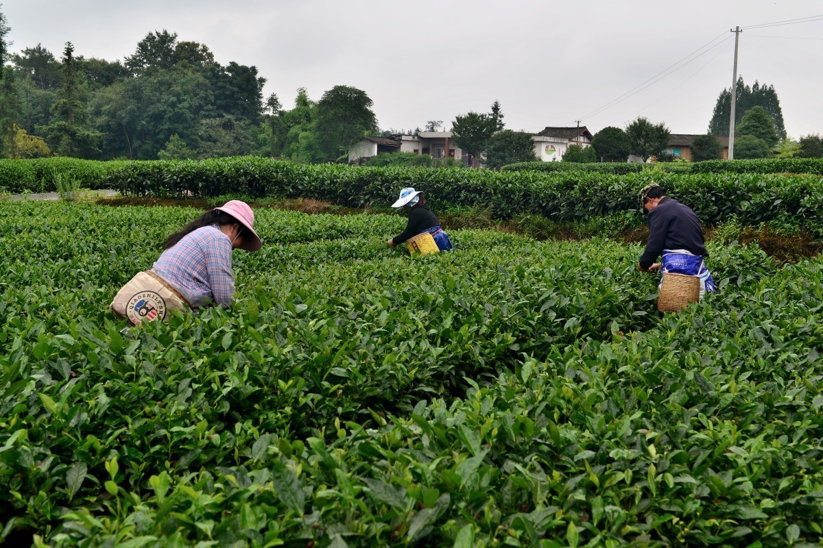 雅安名山.红草坪景区(2)