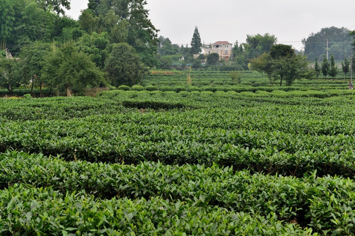雅安名山.红草坪景区(2)