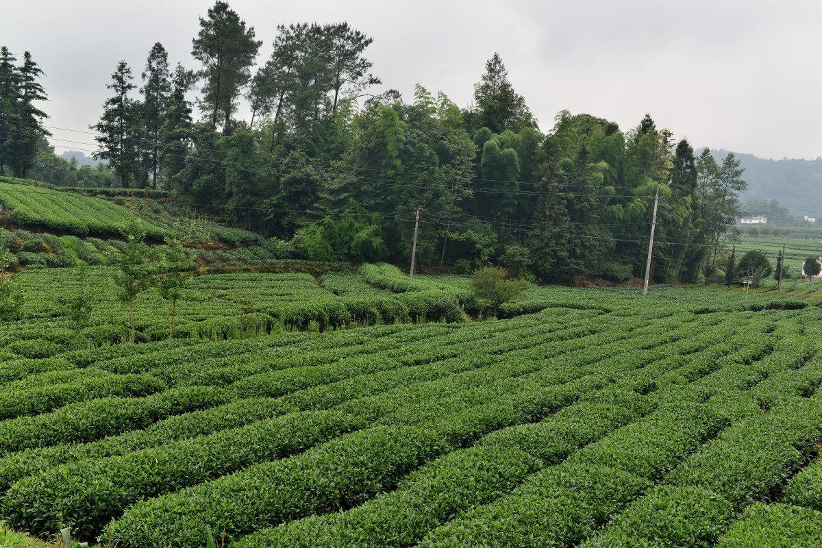 雅安名山.红草坪景区(2)