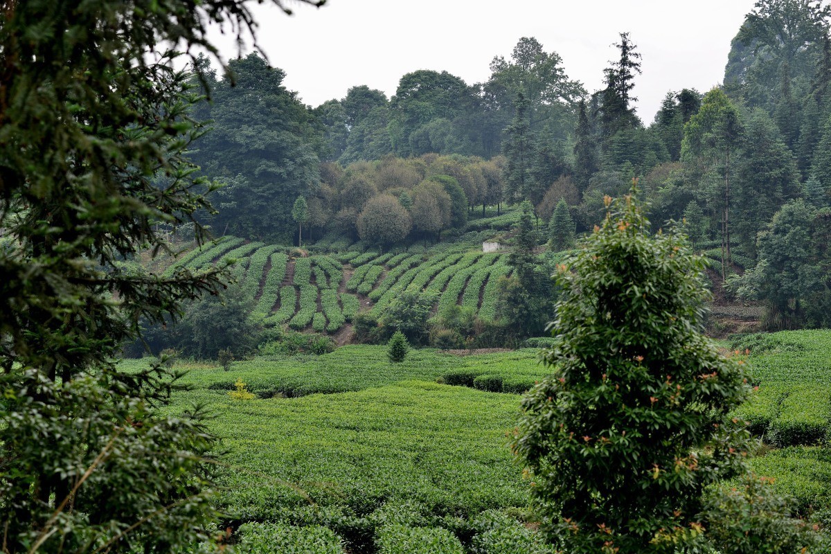 雅安名山.红草坪景区(2)