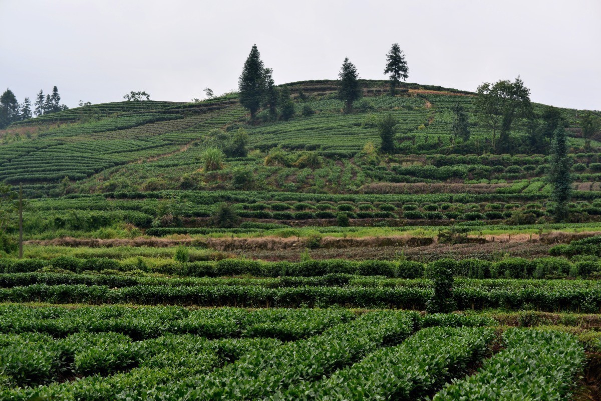 雅安名山.红草坪景区(2)