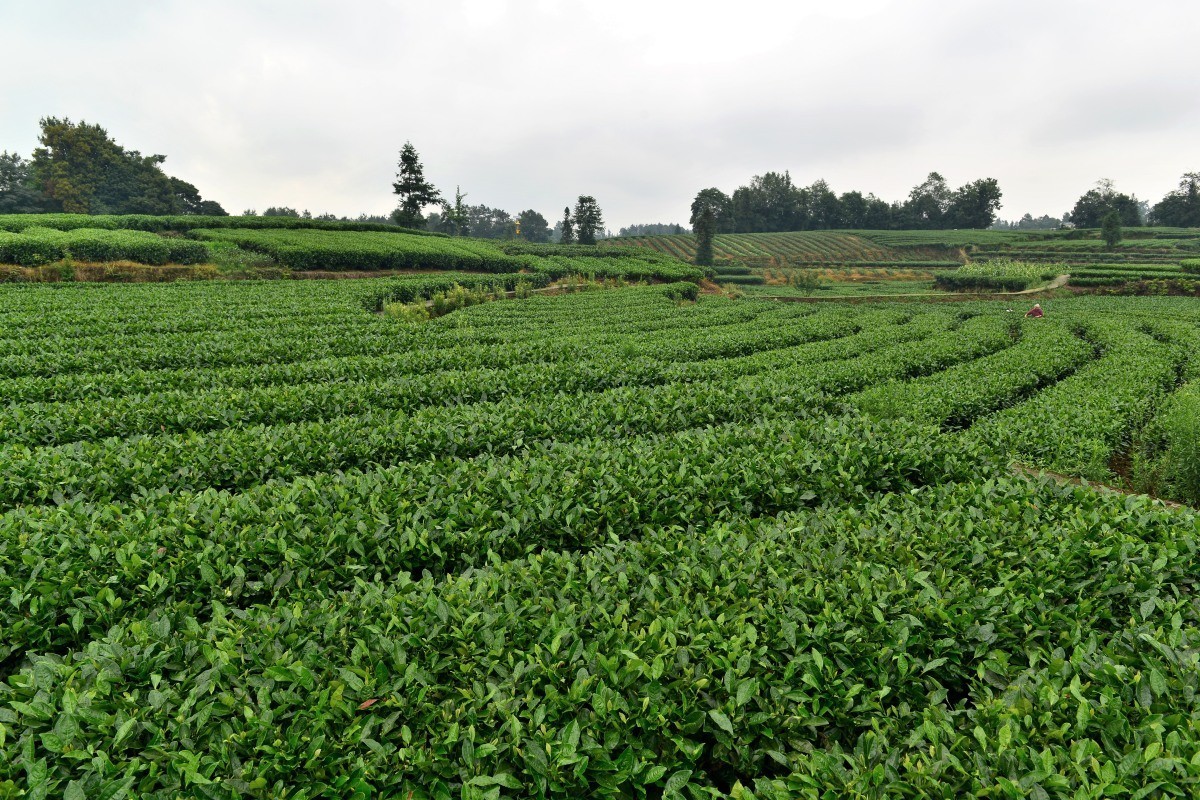 雅安名山.红草坪景区(2)