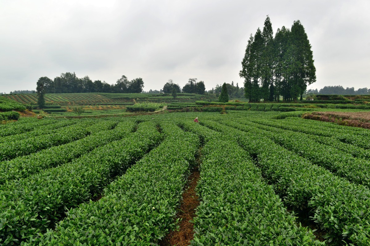 雅安名山.红草坪景区(2)