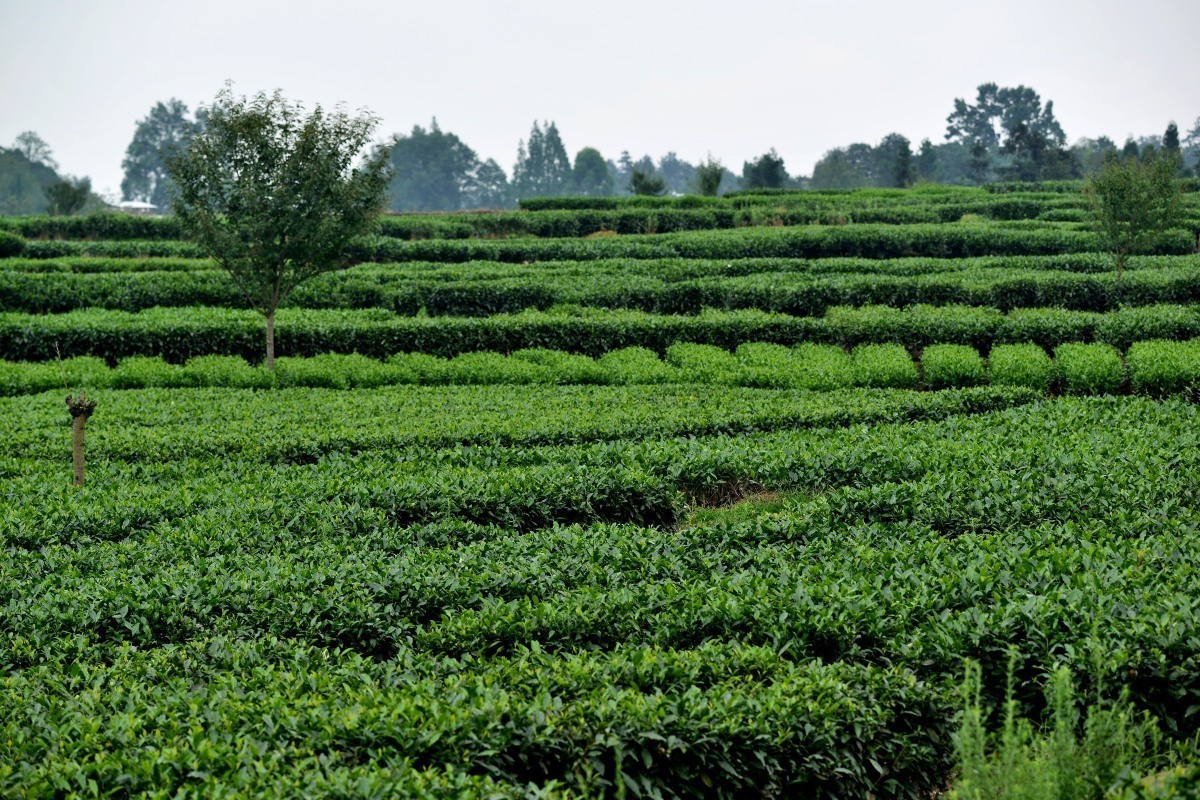 雅安名山.红草坪景区(2)