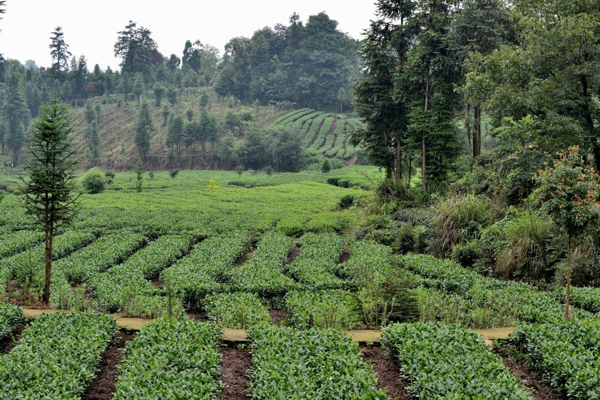 雅安名山.红草坪景区(2)
