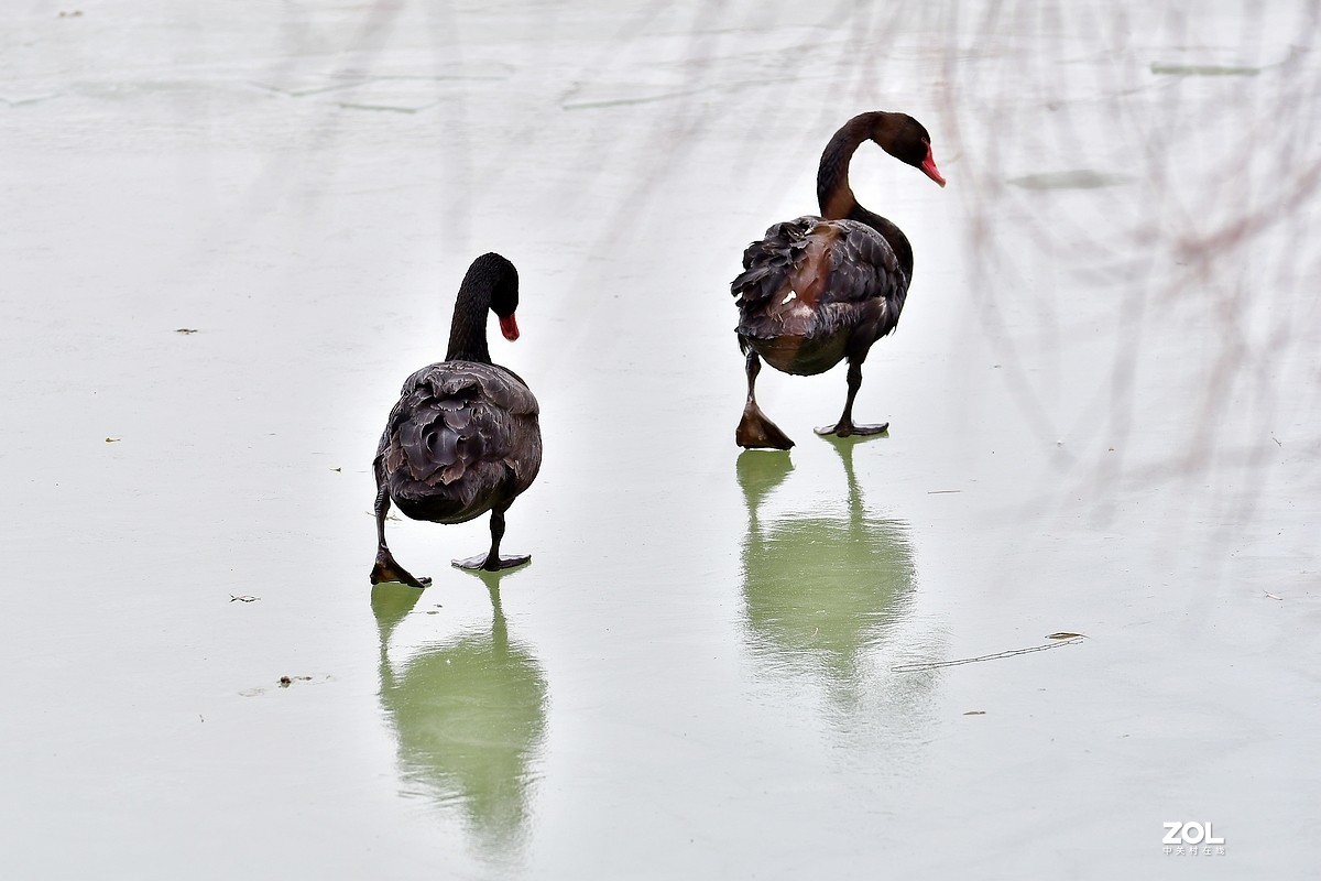 【视觉光影】双龙湖随拍（5）祝星空(中国)师友元宵节快乐！