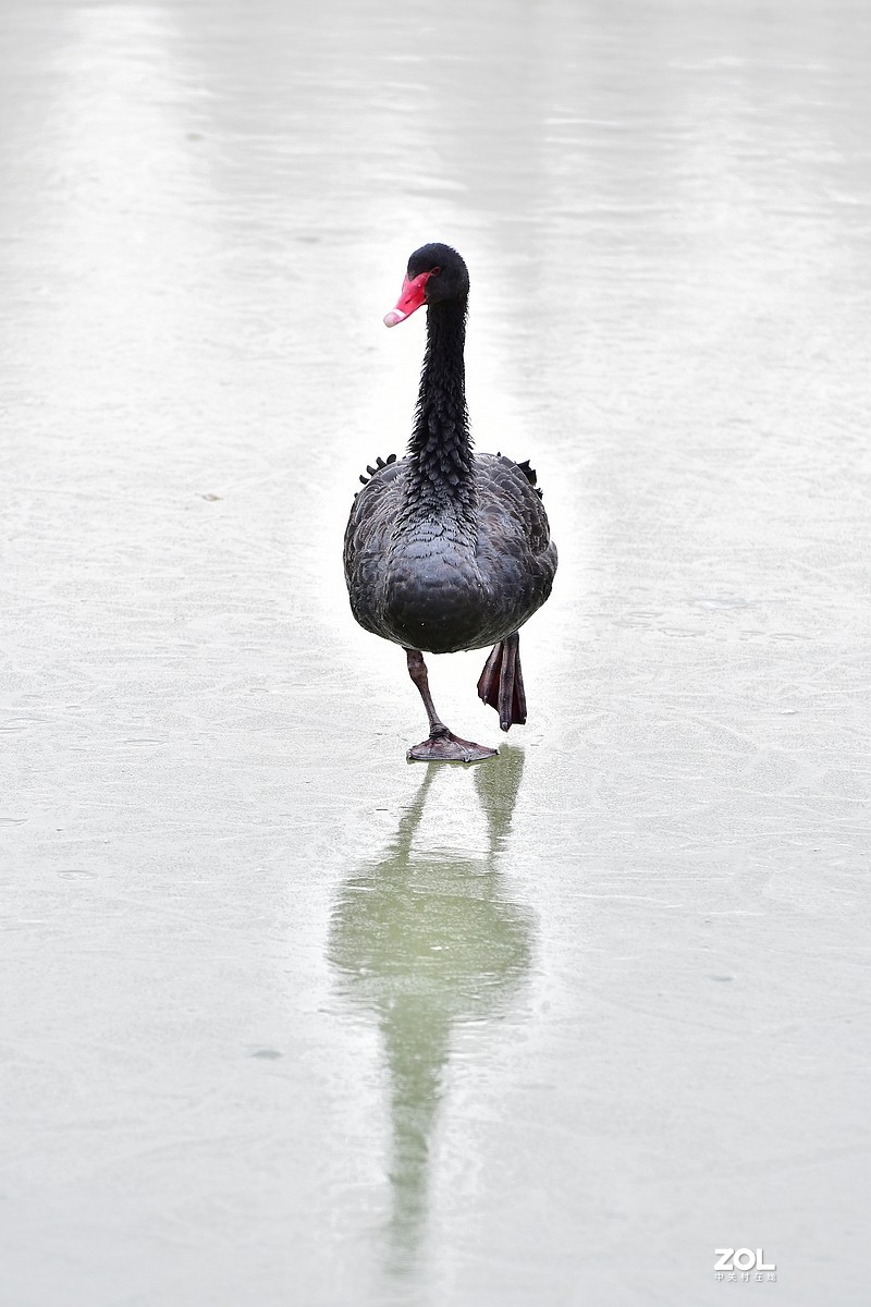 【视觉光影】双龙湖随拍（5）祝星空(中国)师友元宵节快乐！