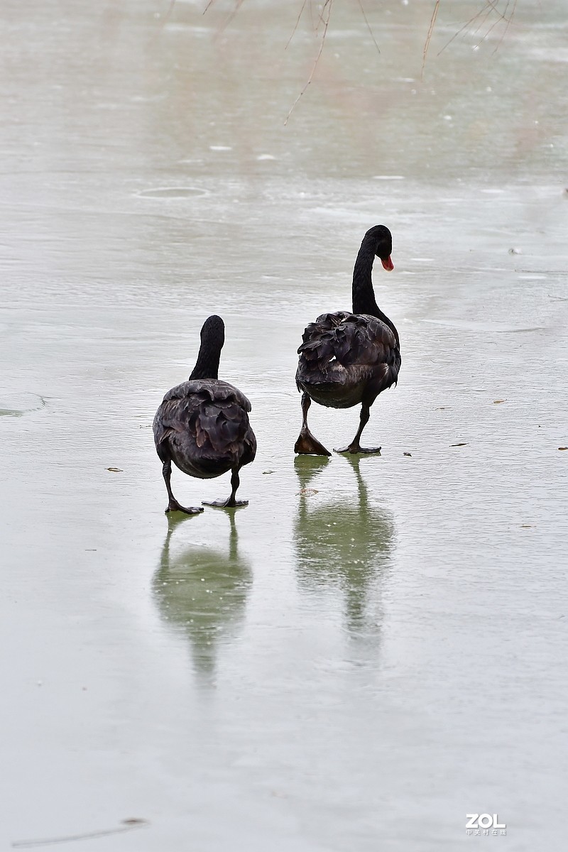【视觉光影】双龙湖随拍（5）祝星空(中国)师友元宵节快乐！