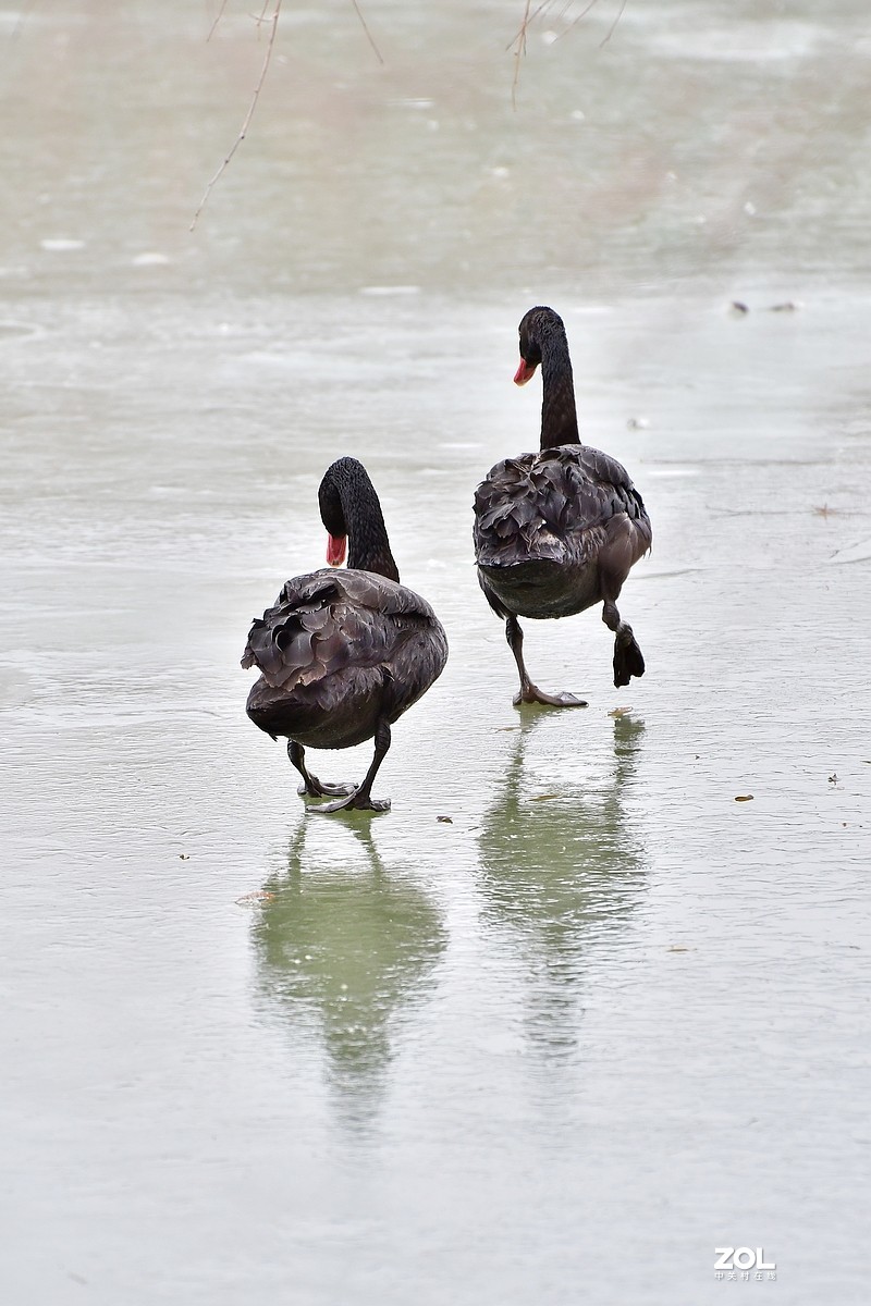 【视觉光影】双龙湖随拍（5）祝星空(中国)师友元宵节快乐！
