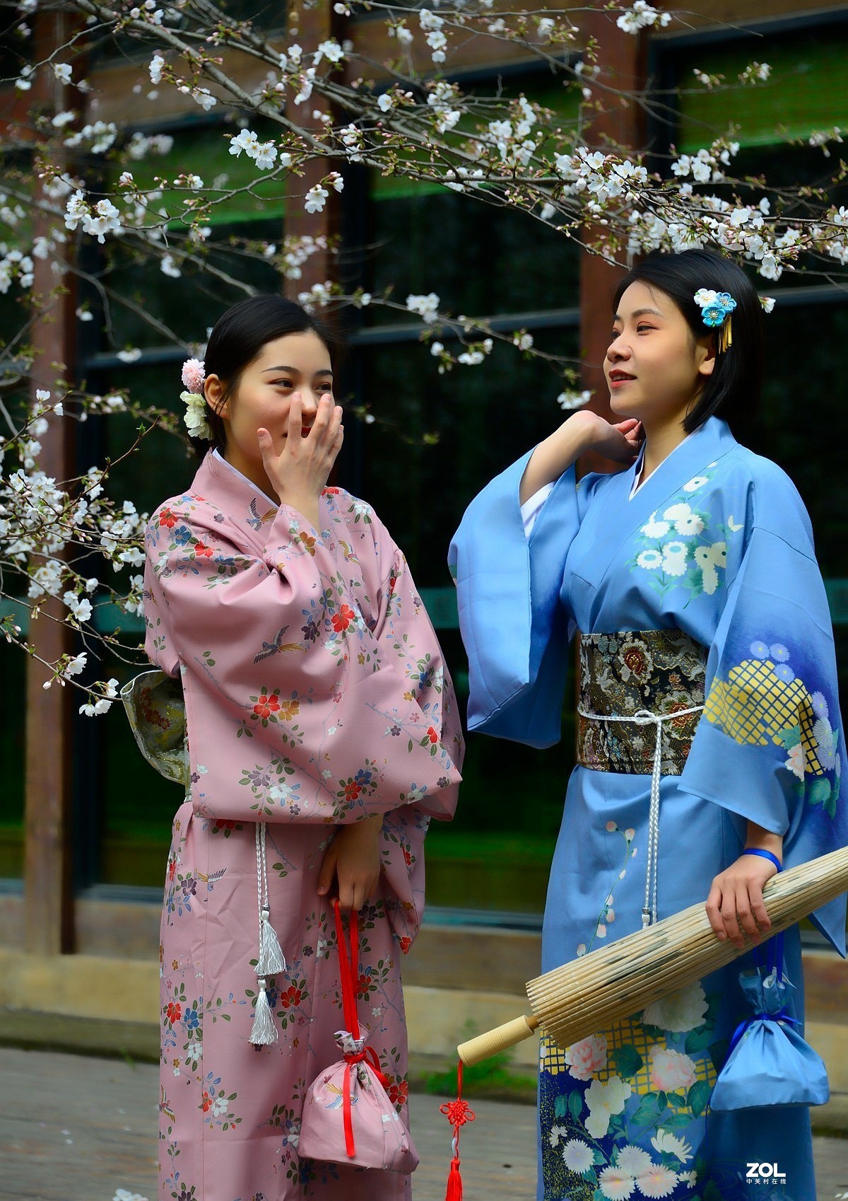 樱花树下叙友情