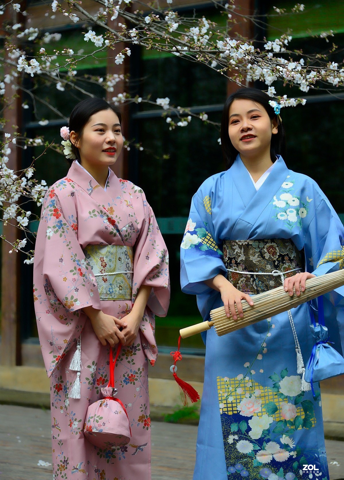 樱花树下叙友情