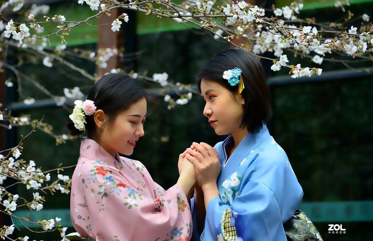 樱花树下叙友情