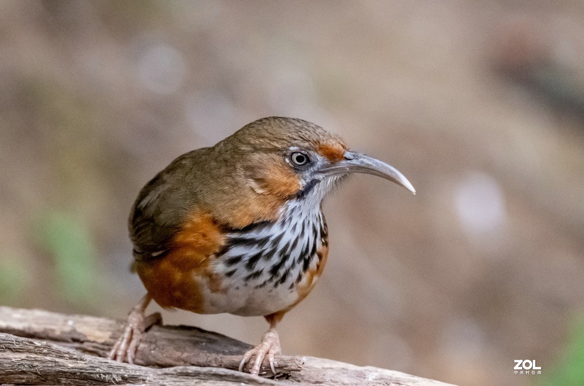 百花岭长相奇特的《斑胸钩嘴鹛》