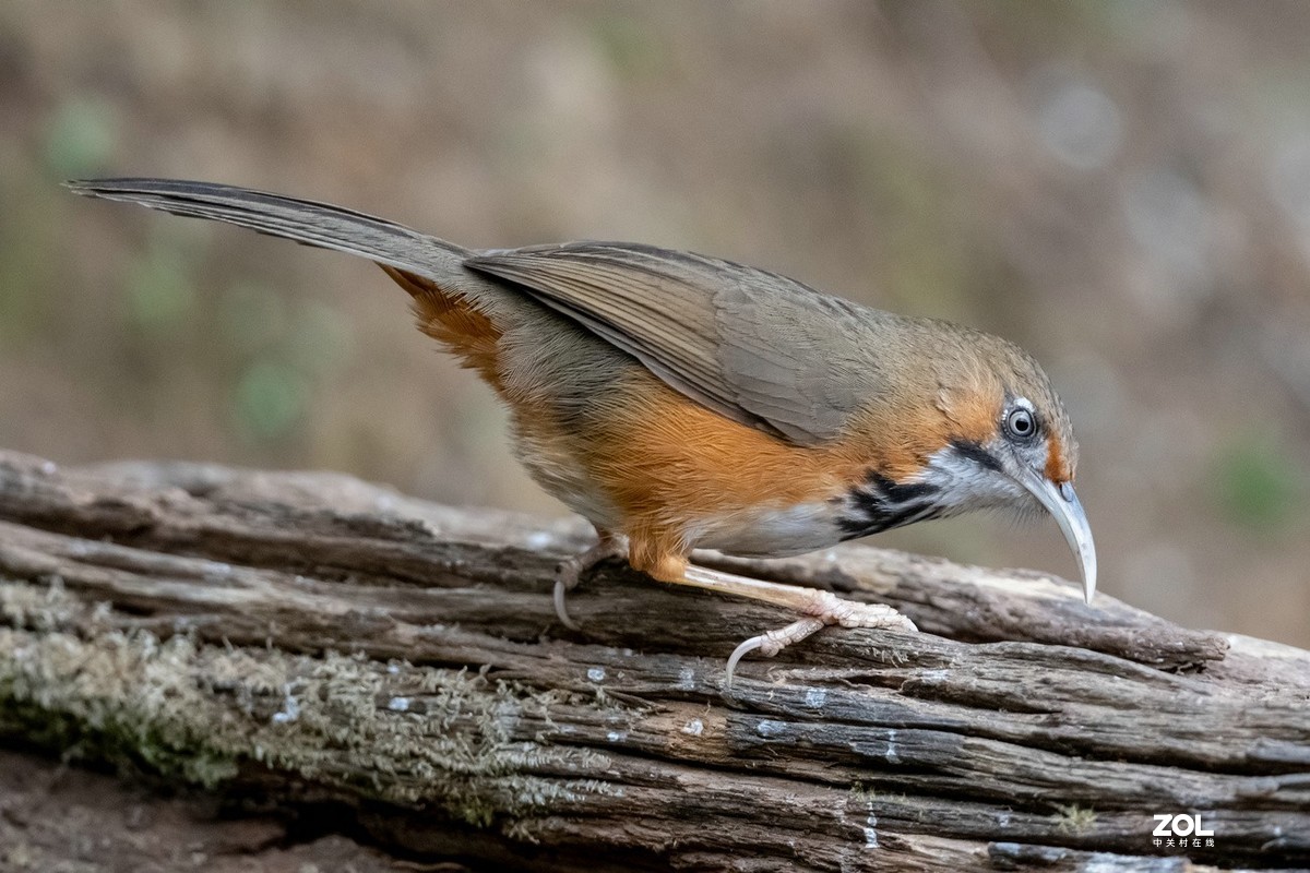 百花岭长相奇特的《斑胸钩嘴鹛》