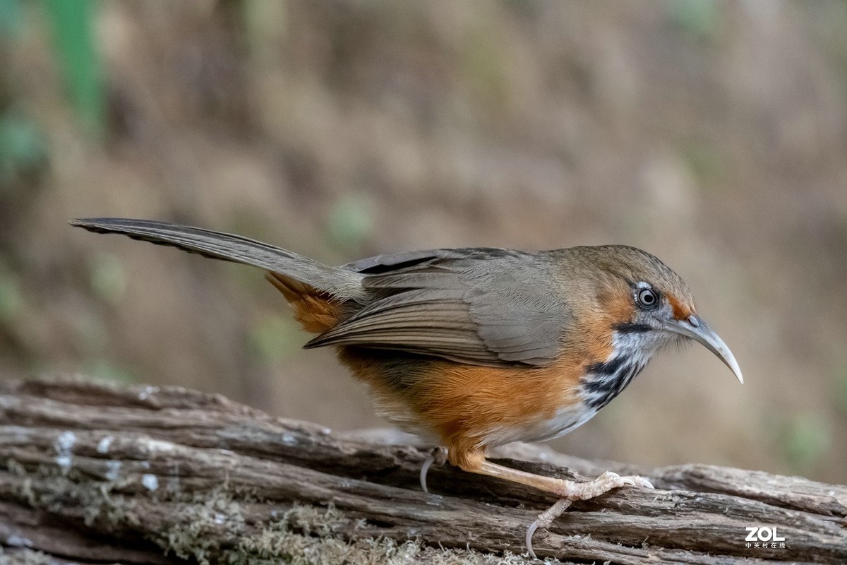 百花岭长相奇特的《斑胸钩嘴鹛》