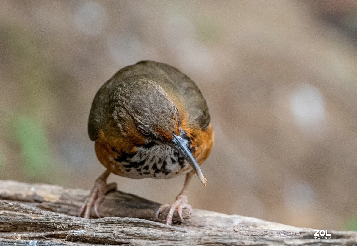 百花岭长相奇特的《斑胸钩嘴鹛》