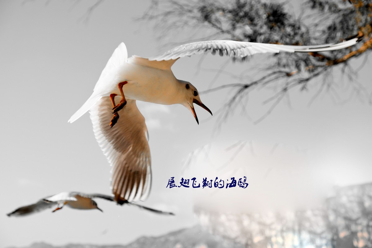 展翅飞翔的海鸥