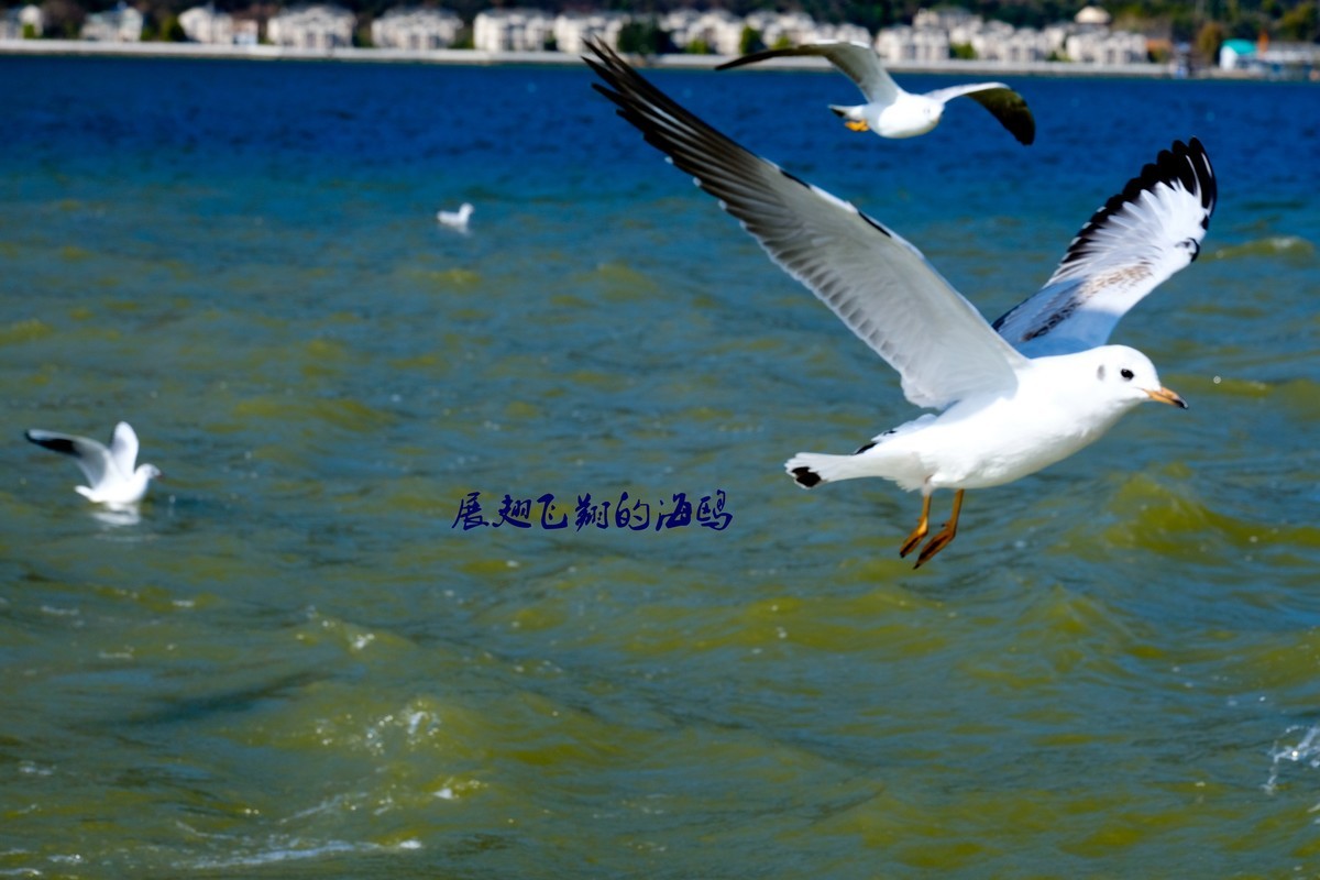 展翅飞翔的海鸥