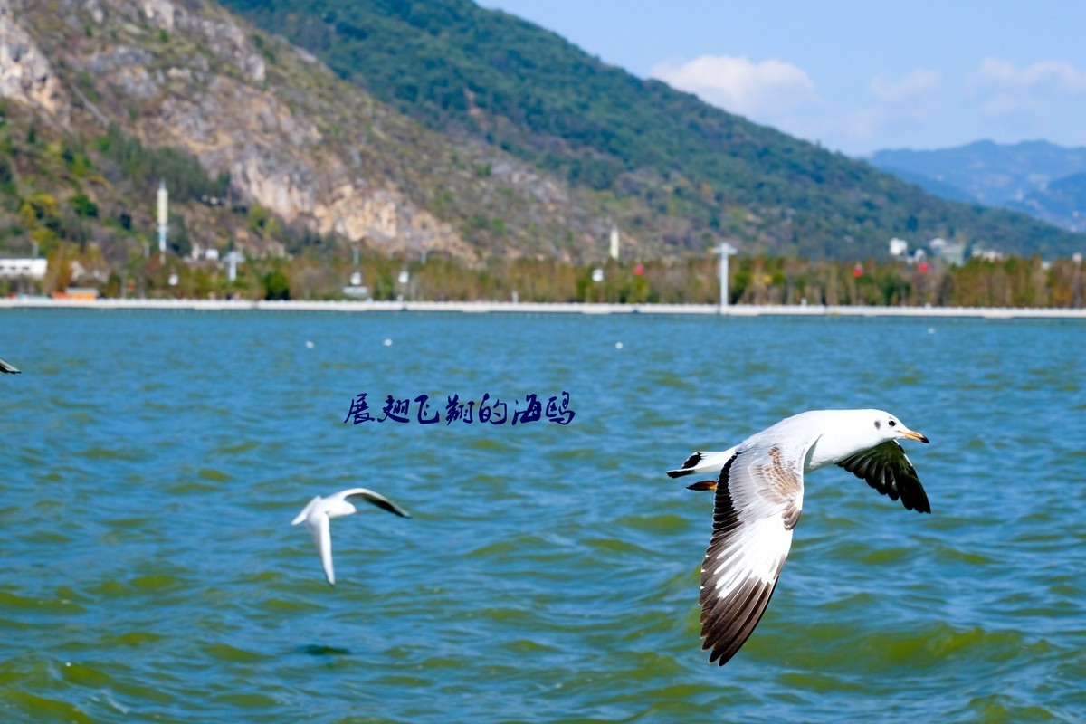 展翅飞翔的海鸥