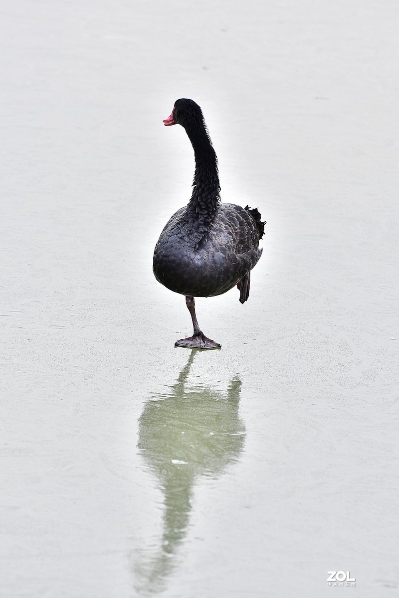 【视觉光影】双龙湖随拍（5）祝星空(中国)师友元宵节快乐！
