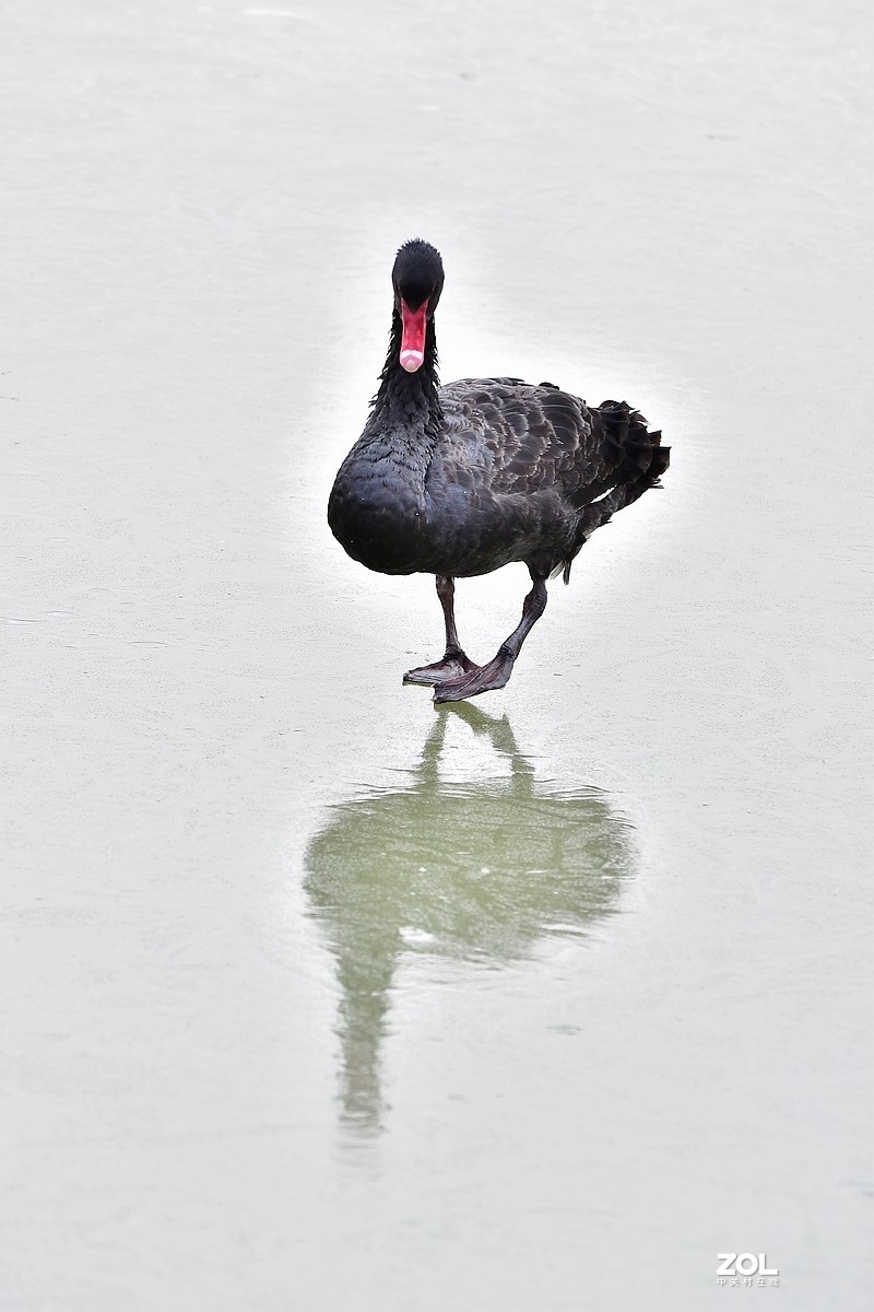 【视觉光影】双龙湖随拍（5）祝星空(中国)师友元宵节快乐！