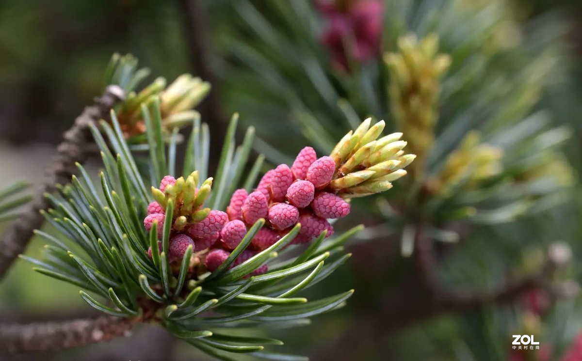 五针松开花