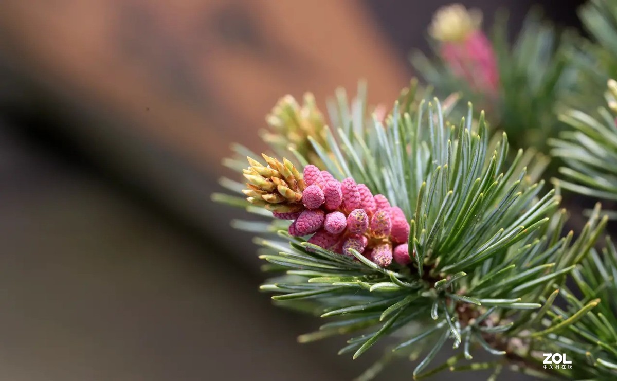 五针松开花