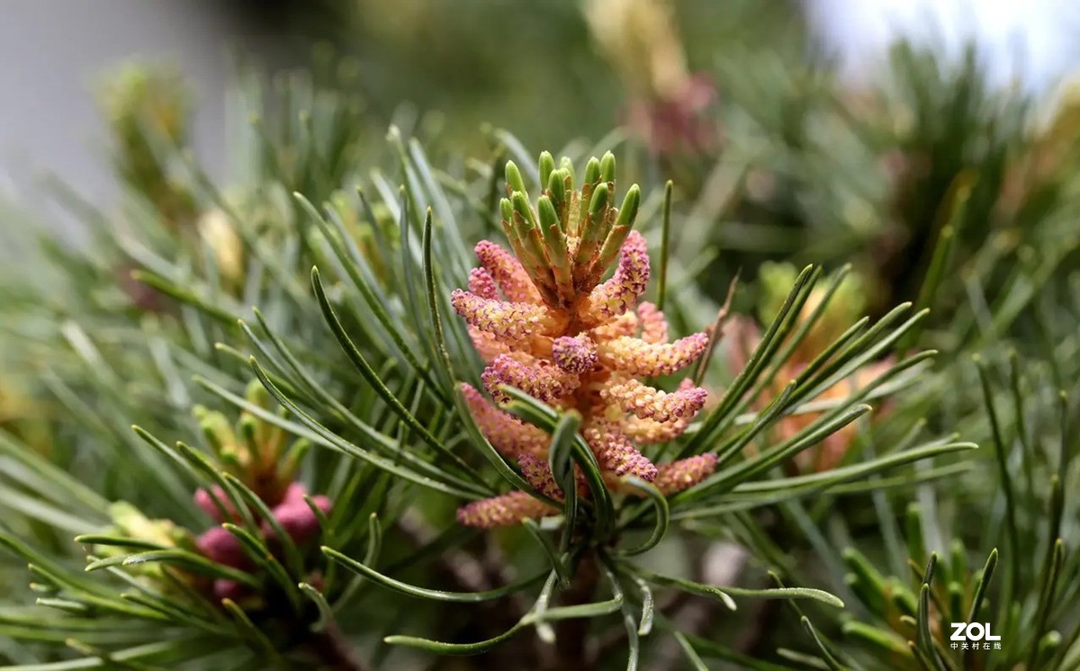 五针松开花