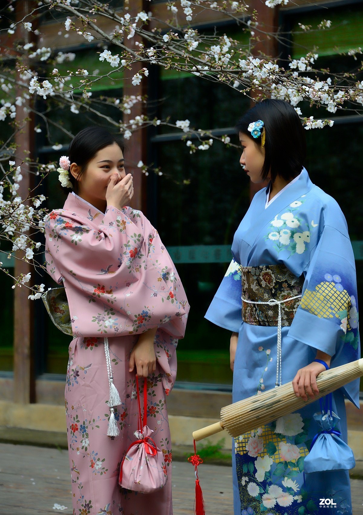 樱花树下叙友情