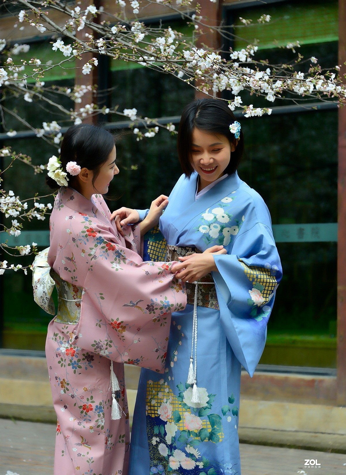 樱花树下叙友情