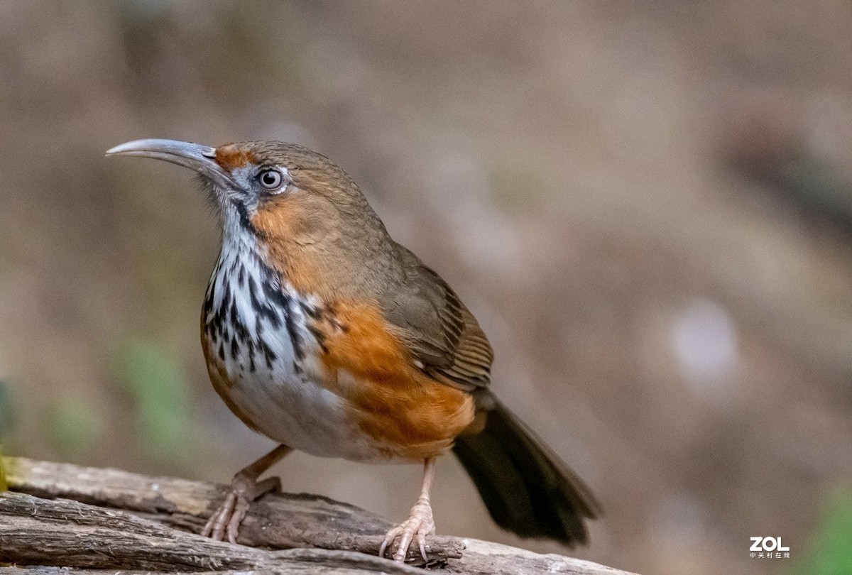 百花岭长相奇特的《斑胸钩嘴鹛》
